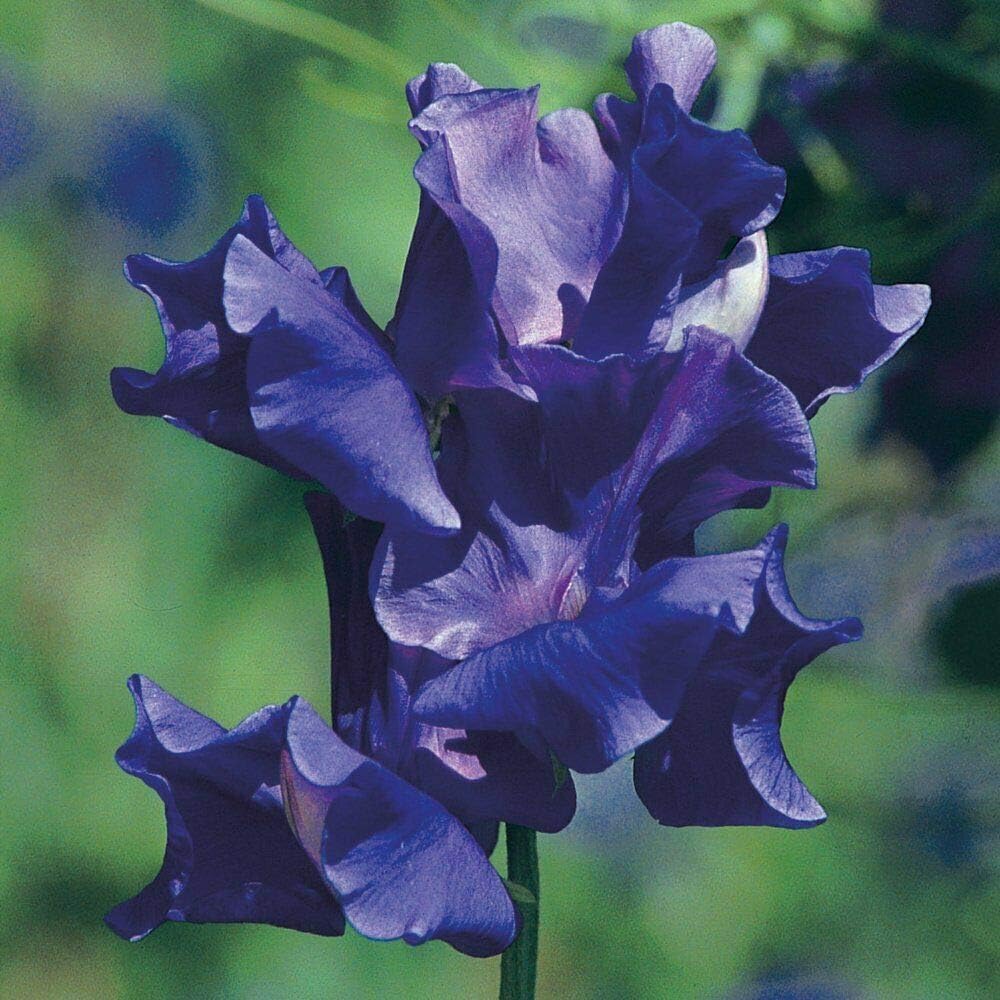 Sweet Pea 'King Size Navy Blue' Seeds Hardy Annual Flower Garden Plants Easy to Grow Your Own 1 Packet of 20 Seeds by Thompson and Morgan - Image 4