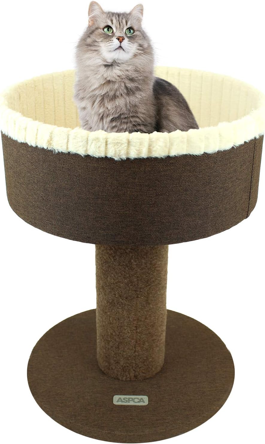 blue heeler mix with terrier