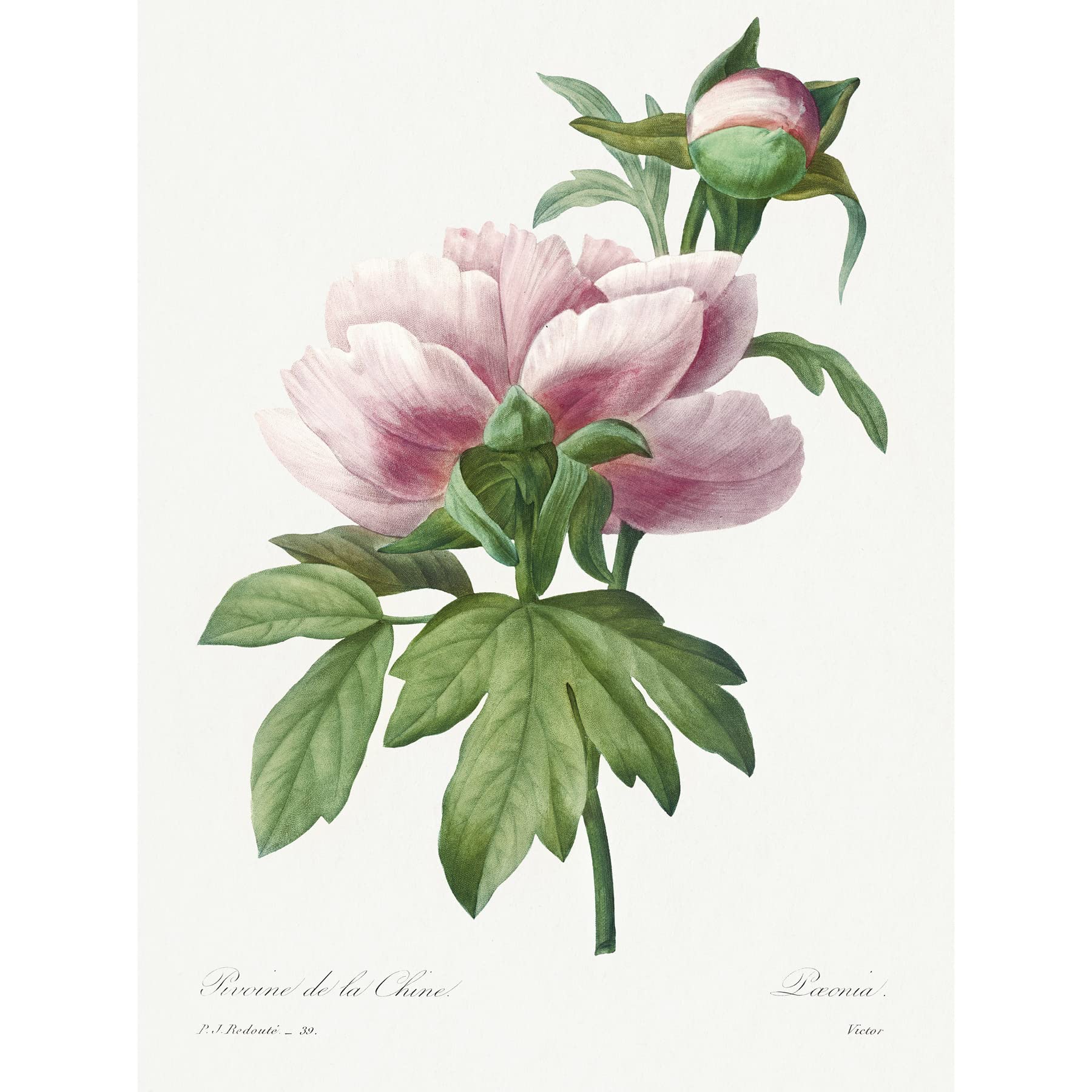 Wee Blue Coo Vintage Pale Pink Peony Bloom Illustration Floral Stem Flowers Pretty Unframed Wall Art Print Poster Home Decor Premium