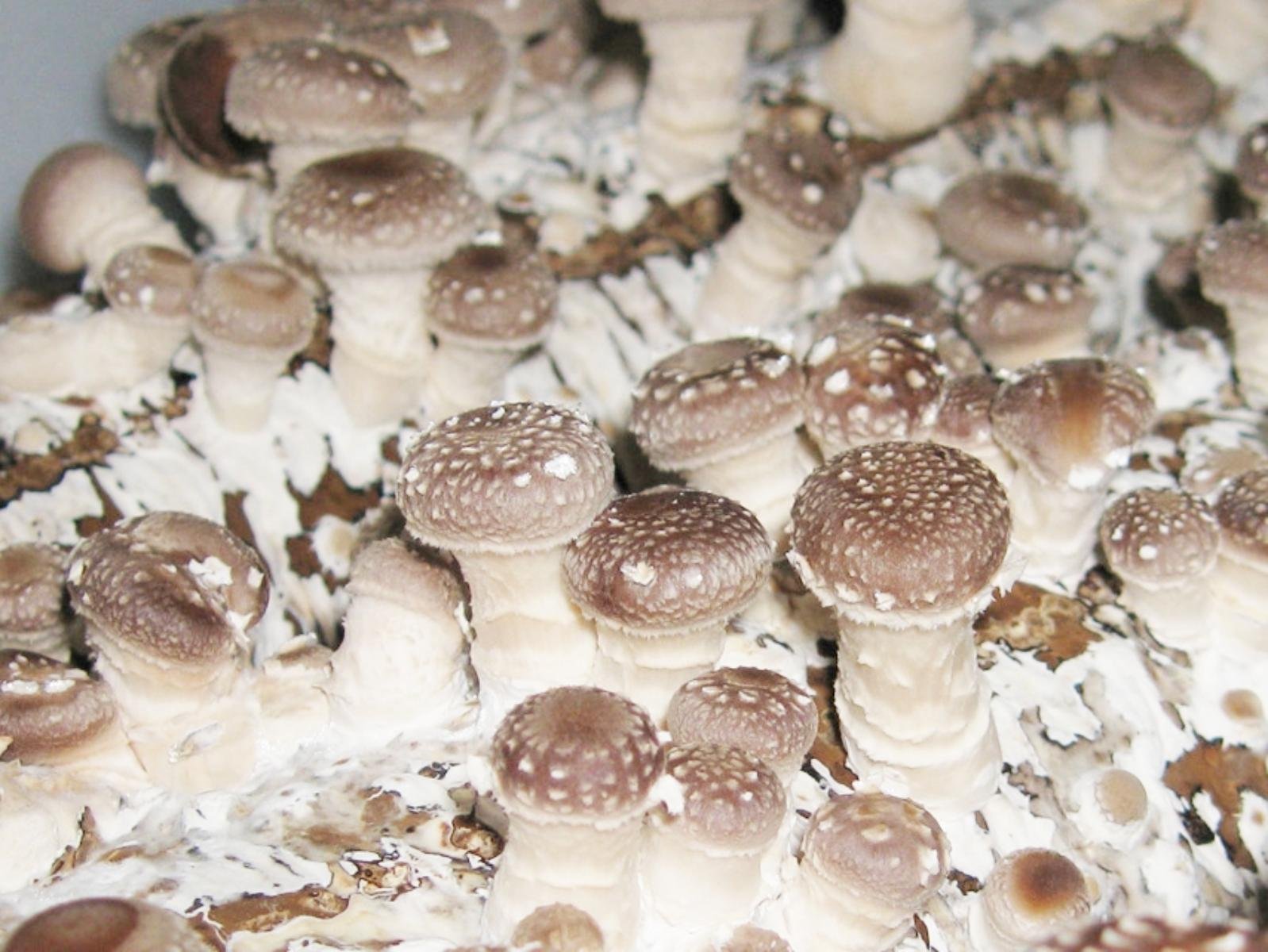 Shiitake Mushroom Mycelium Plug Spawn 100 Count Grow Gourmet