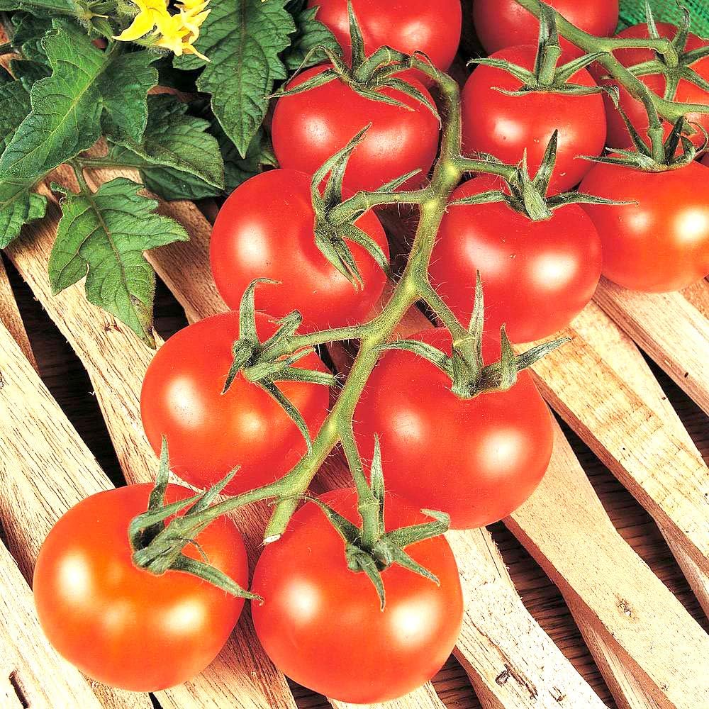 Amazon ミニトマト苗 Cf千果 接木苗 野菜苗 9cmポット接ぎ木苗 2個セット 食味が良く育てやすい多収穫ミニトマト 低段から安定して沢山実が成る 糖度が高く 食味良く果色は濃赤色で光沢がある 果重は15 g 果形はきれいな球形で果ぞろい抜群 自社農場から