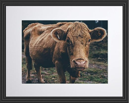 Amazon Com Wesellphotos Brown Cow Pasture Farm Bull Cattle Animal
