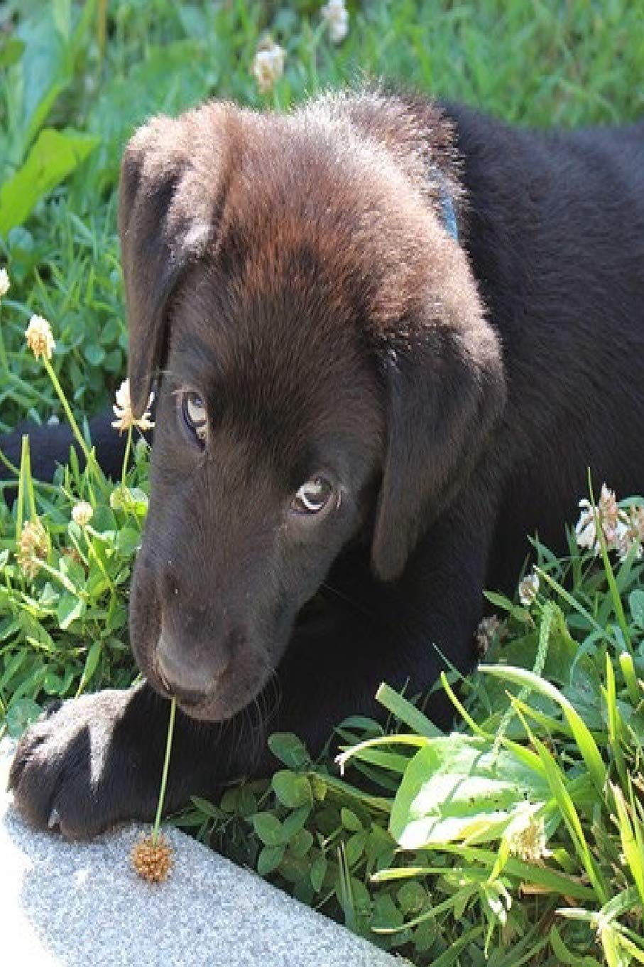 gun dog puppy
