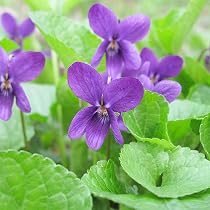 Amazon.com : Viola Odorata 'Queen Charlotte' Seeds Sweet Violet ...
