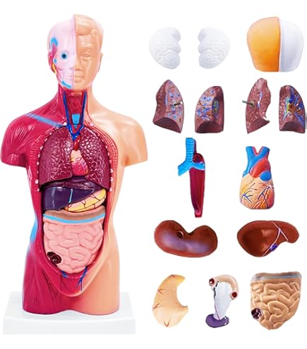Amazon.com: 4D Vision Human Anatomy Torso Model : Toys & Games