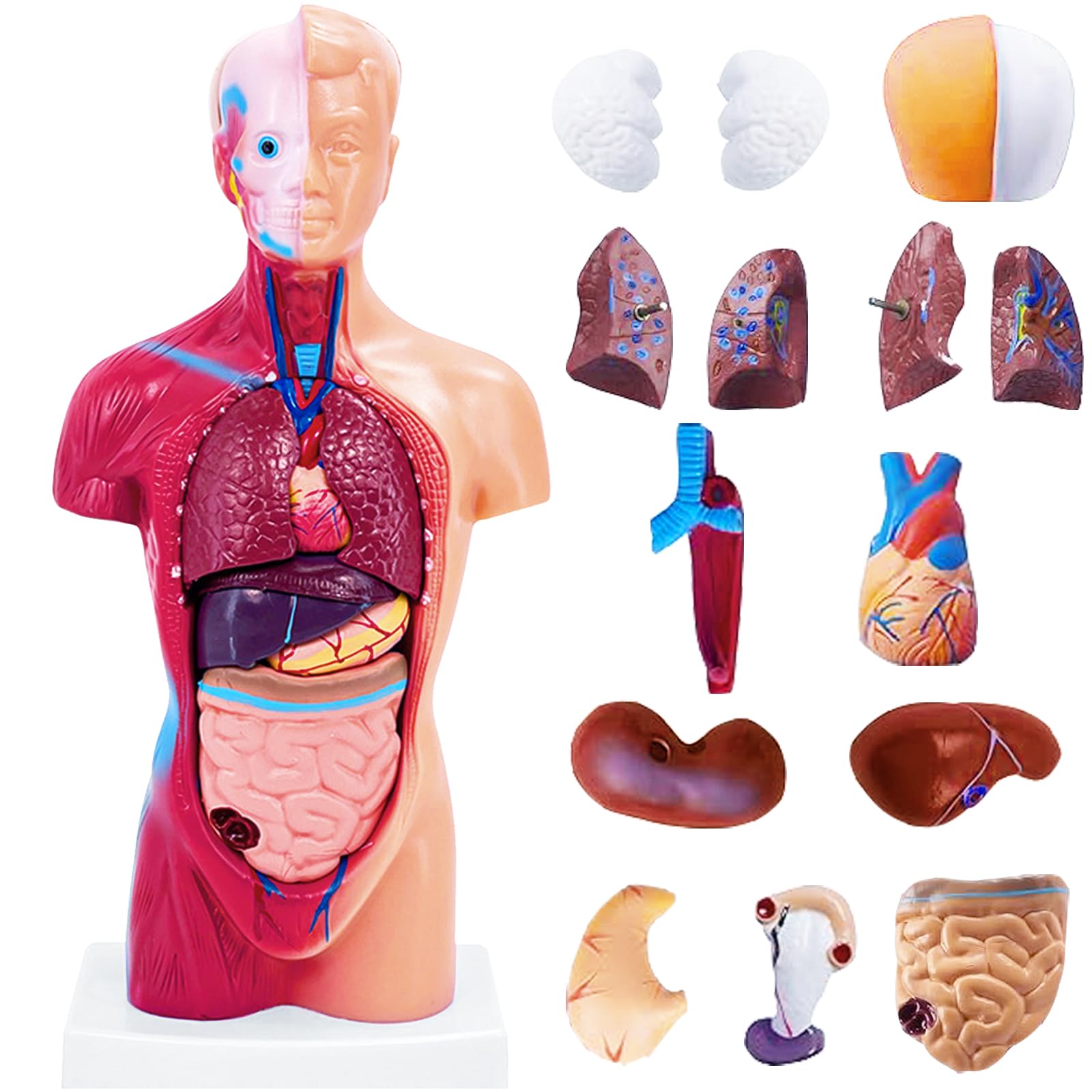 Photo 1 of 11 Inch Small Human Body Model for Anatomy Study - 15 Detachable Parts Educational Torso with Internal Organs, DIY Assembly Anatomy Model for Students, Teachers, and Medical Healthcare Professionals