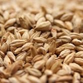 Weyermann Light Munich Malt - 1 LB, Uncrushed