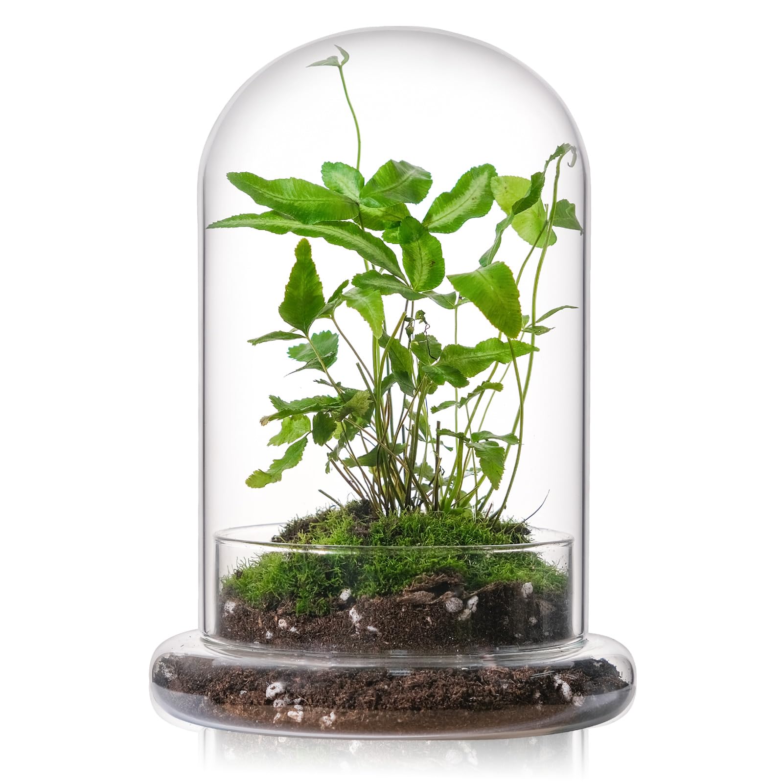 Photo 1 of WHJY 8 inches Glass Cloche for Indoor Plants - Small Terrarium with Air Hole, Base, Mini Cloche Dome for Display Home Decor