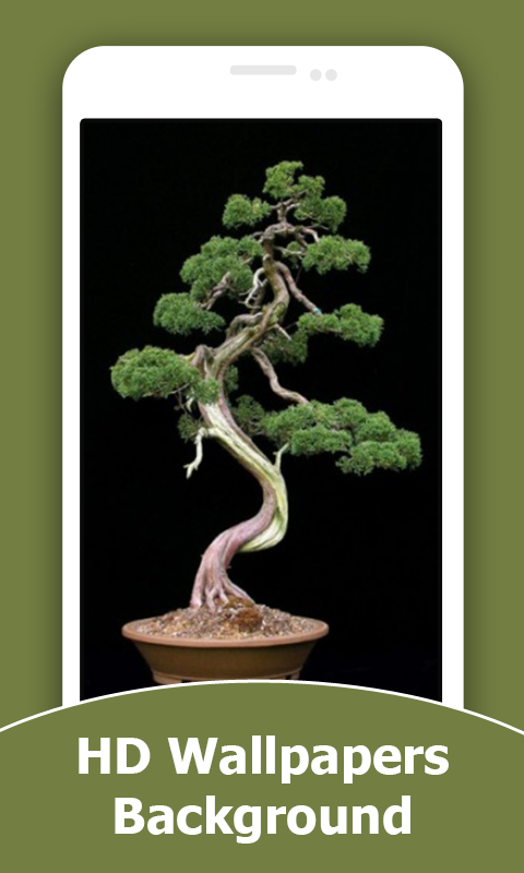 Bonsai HD Wallpapers And Background