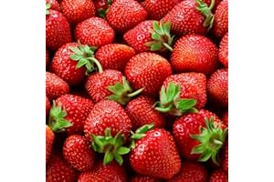 CZ GRAIN (Best) Seascape Strawberry Plants - Bare Root Plants to Grow Strawberries - Ready to Ship - No Ship to California (5 Strawberry Plants)