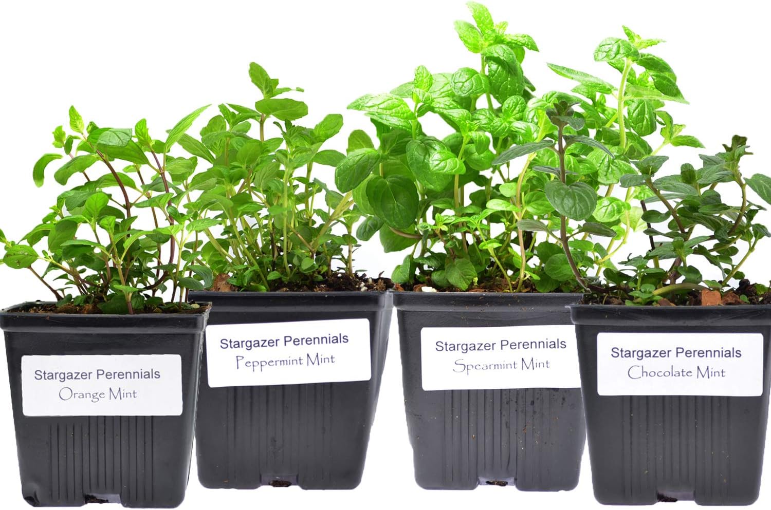 Stargazer Perennials Mint Collection (4) Potted Live Plants | Peppermint Spearmint Orange Chocolate | Great Gift Herb Kit Grown Organic - Easy to Grow