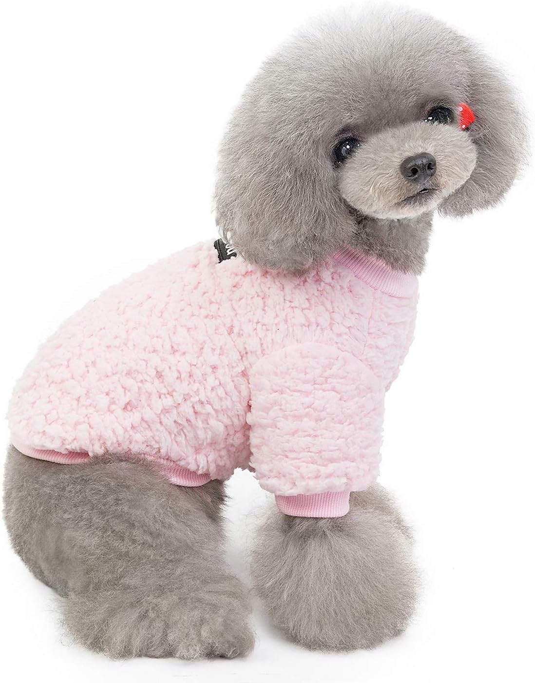 miniature dogs that dont shed hair