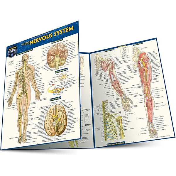 PHYSIOLOGY Quick Study Academic 生理学 Physiology QuickStudy Laminated Reference Guide (QuickStudy
