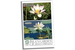 American Lotus Aquatic & Pond Flower Seeds for Planting, 2 Seeds Per Packet, (Isla's Garden Seeds), Non GMO & Heirloom Seeds, Scientific Name: Nelumbo Lutea, Great Gift