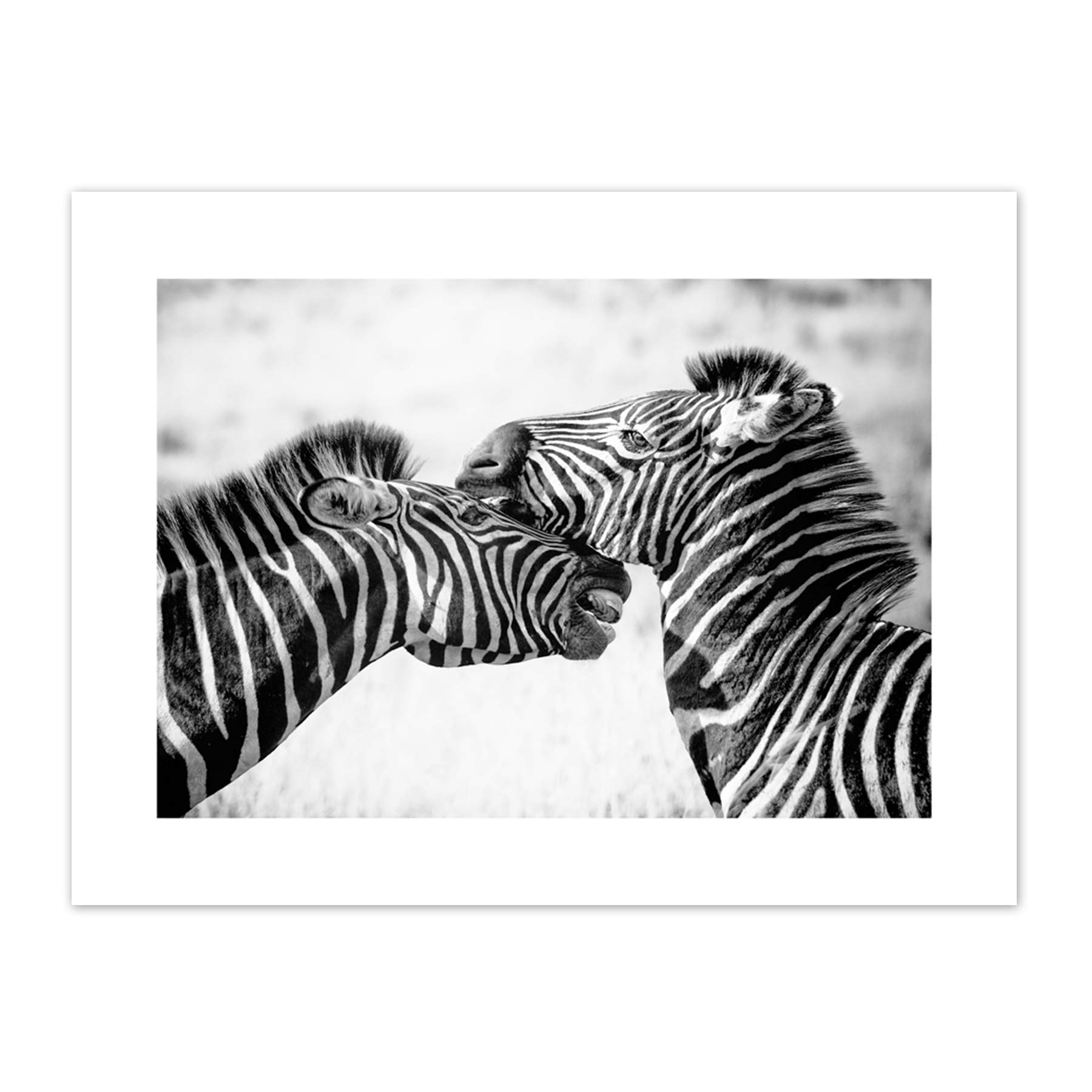 Cute Zebra Couple Canvas Wall Art Print