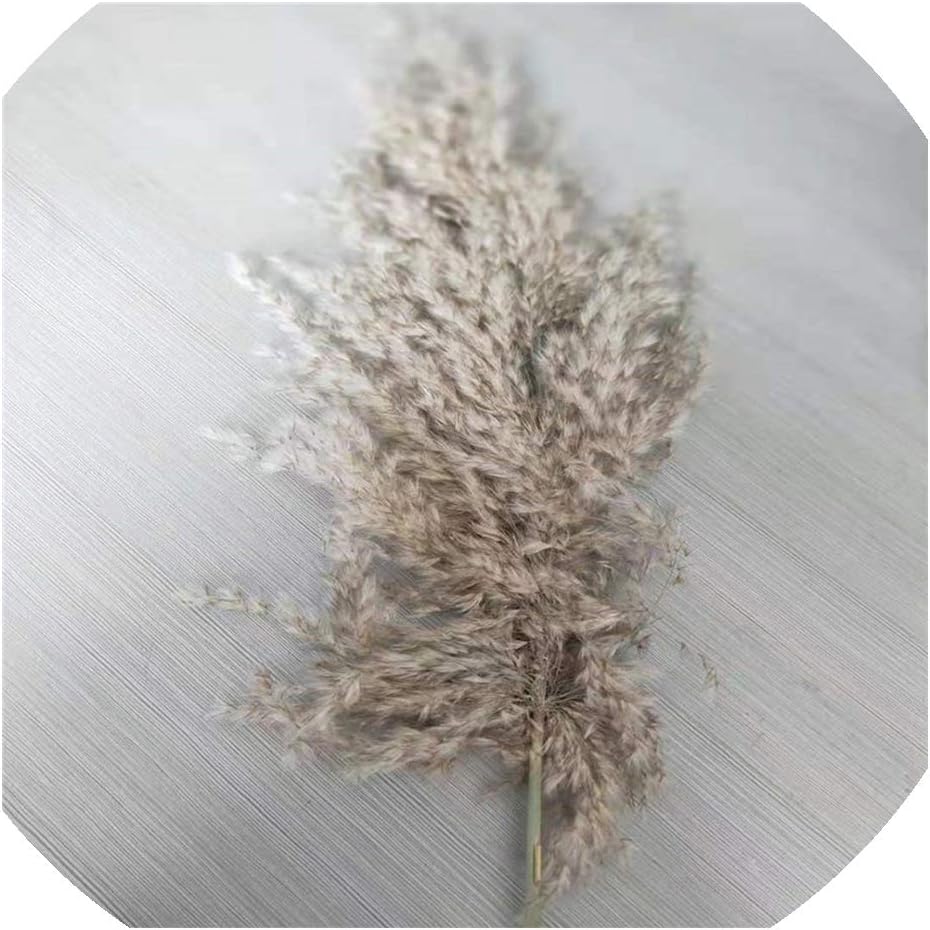 20 Pcs Dried Plants Pampas Grass Natural phragmites communis Wedding Flower Bunch raw Color,20pcs Gray Color,M