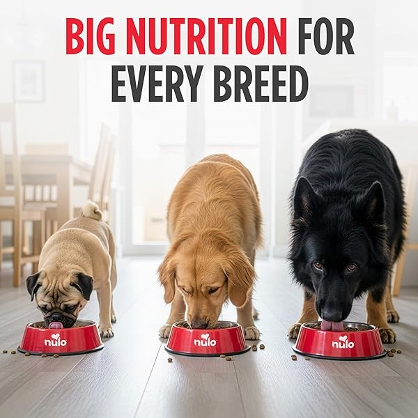 NULO FREESTYLE ADULT DRY DOG FOOD – TURKEY & SWEET POTATO, PREMIUM GRAIN FREE DOG FOOD WITH PROBIOTICS FOR HEALTHY GUT, SKIN AND COAT, NATURAL HIGH PROTEIN KIBBLE FOR SMALL, MEDIUM, LARGE BREEDS, 6LB