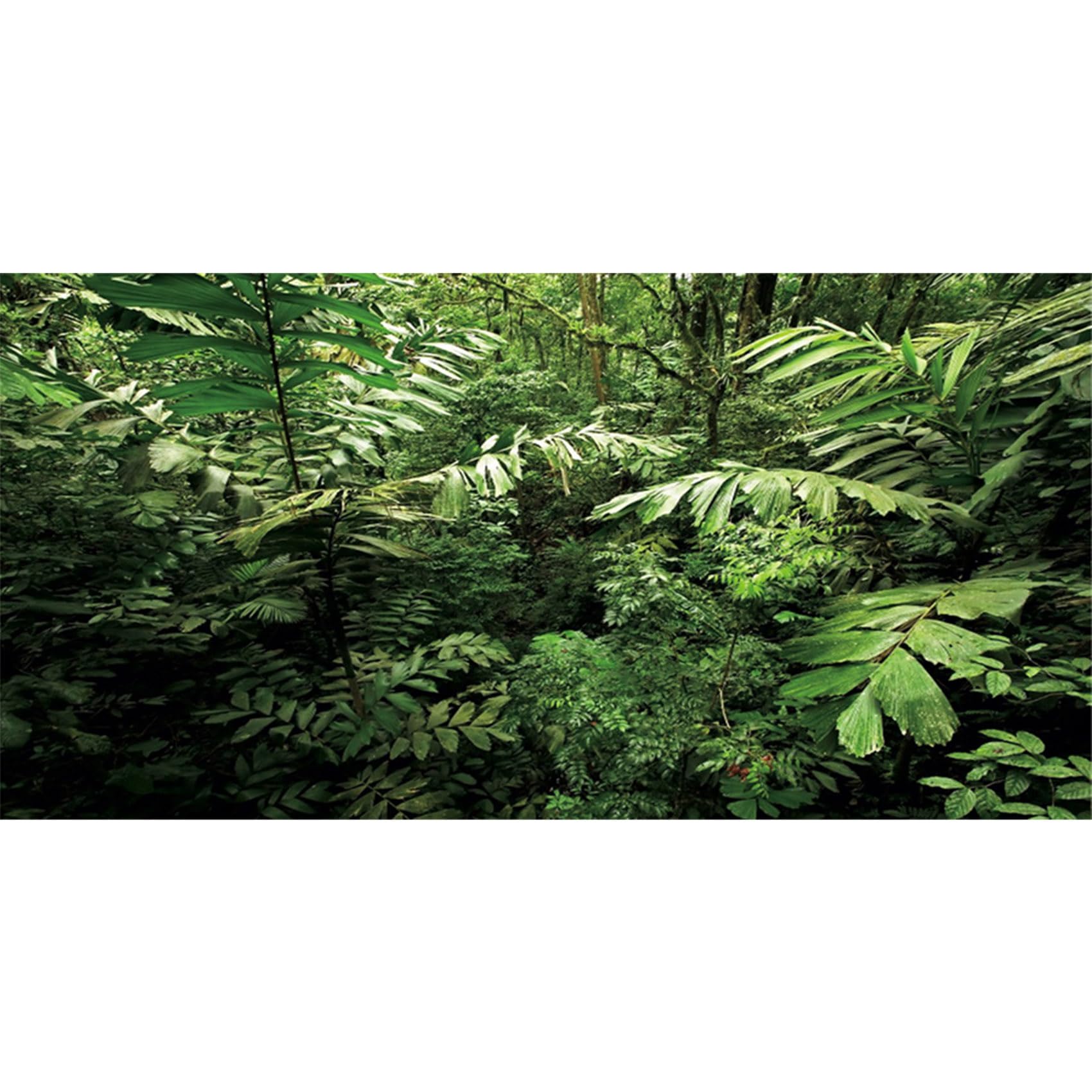 MIRRORANG 120x50cm Tropical Terrarium Background Tropical Plants Aquarium Background Rainforest Reptile Habitat Background Durable Vinyl Background