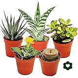 10 verschiedene Sukkulenten 5,5cm Topf im Set: Amazon.de