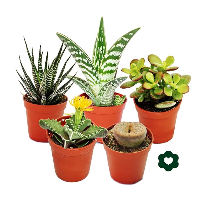 5 verschiedene Sukkulenten 5,5cm Topf im Set