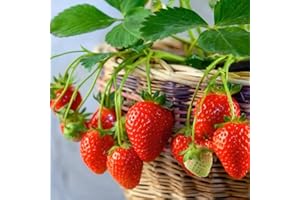 VISTATU 2300+ Seeds Perpetual Strawberry Four Seasons Strawberry Seeds Fruit Seed for Planting Heirloom Non-GMO Seed for Hydroponic Garden Sweet High Yields
