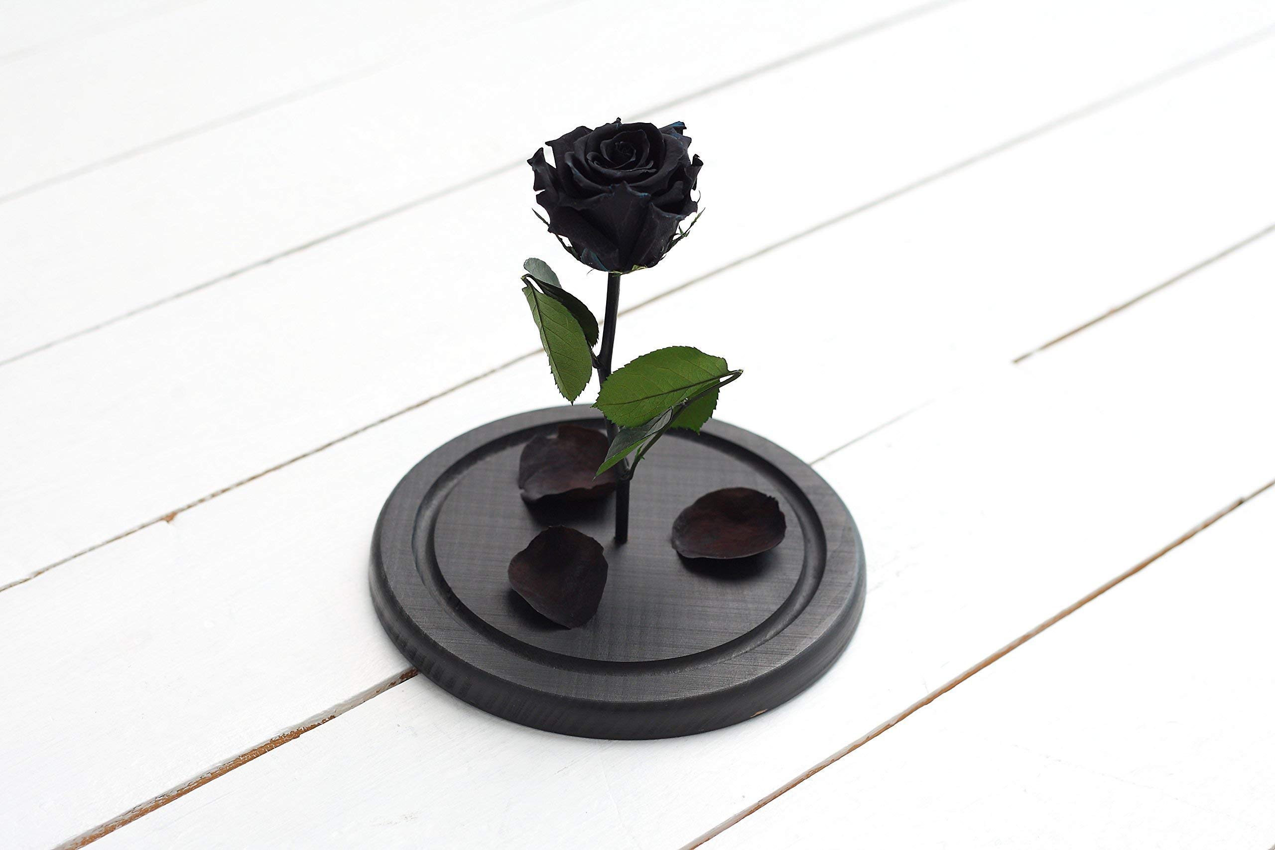 Peach Rose Rose In Glass Medium Size Rose In Glass Dome Preserved Flower Beauty And The Beast Rose Live Forever Rose Forever Rose Enchanted Rose Preserved Rose Home Kitchen Kolenik Home