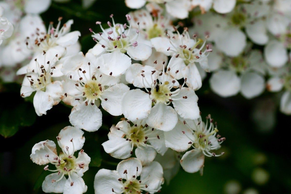 F&G Supplies 25 Hawthorn Hedging Plants 40-60cm,Wildlife Friendly 1-2ft Hawthorne Bare Root Hedge Plants, quickthorn, Whitethorn - Image 3