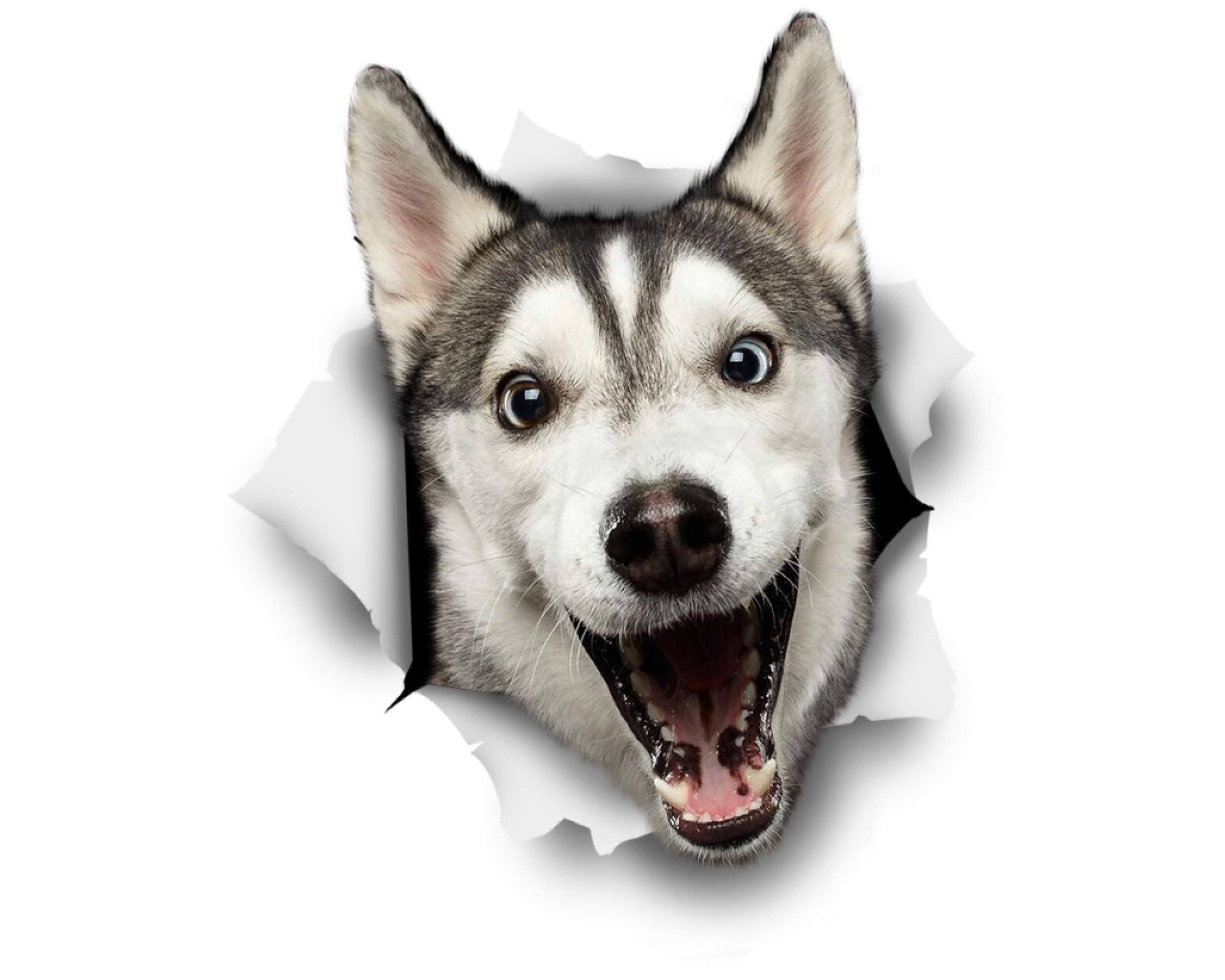 Winston & Bear 3D Dog Stickers - 2 Pack - Happy Husky for Wall, Fridge, Toilet and More - Retail Packaged Husky Wall Decals