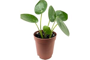 WEKIVA FOLIAGE Chinese Money Plant - 1 Live Starter Plant - Pilea Peperomioides - Rare and Elegant Indoor Houseplant