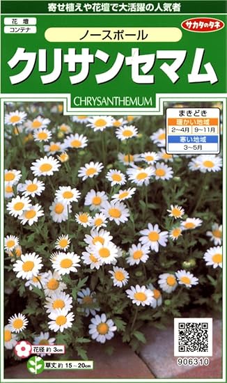 Amazon サカタのタネ 実咲花6310 クリサンセマムノースポール 花