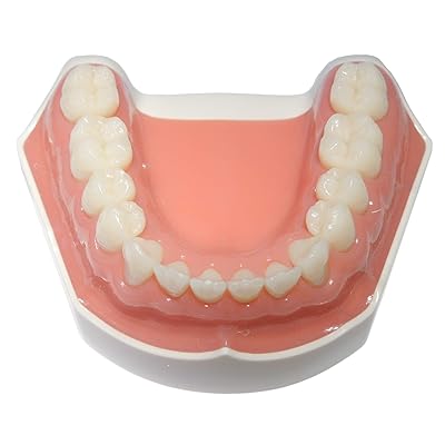 Flex Lower Jaw - 14 removable ivorine teeth - soft gingiva