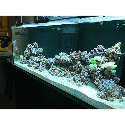 Buy Dual Nozzle Splitter Return Red Sea Nozzle For Reefer Series Fish Tanks Online In Turkey B01n6if08s