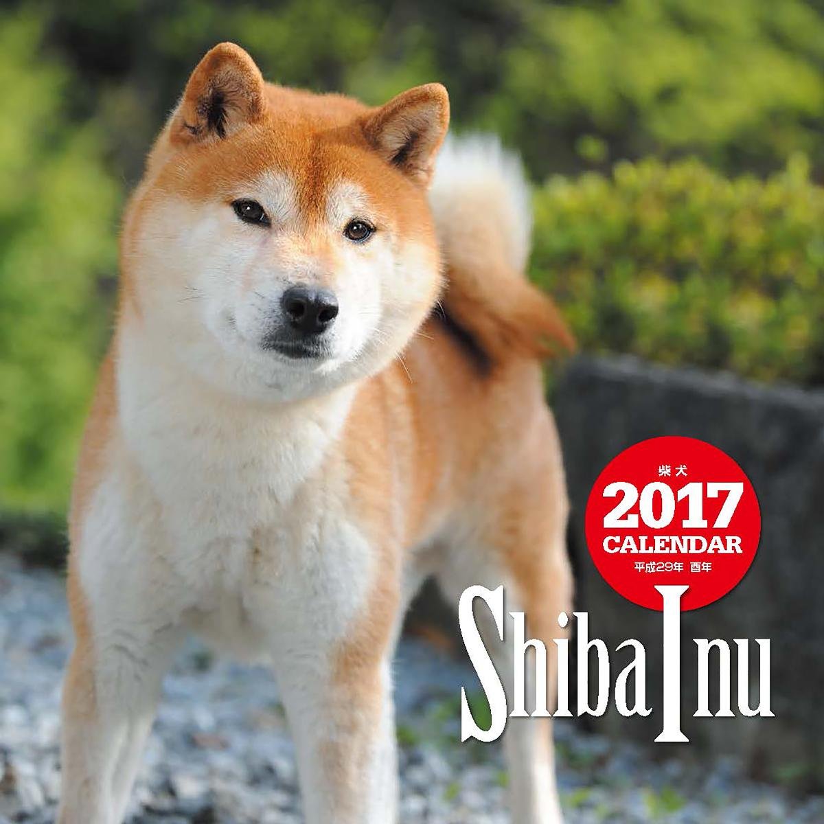 Amazon Co Jp 17年大判カレンダー 柴犬 カレンダー 井川 俊彦 文房具 オフィス用品