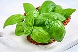 HERBAL AGE Mixed Herb Seeds Box 200+ Seeds Grow Your Own Kitchen Garden view 6