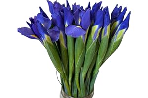 WANGBINYU 30 Blue Stems Iris Fresh Flower Hydroponic flower arrangement Gifts for home decoration, birthdays, anniversaries, healing, sympathy, friendship and love