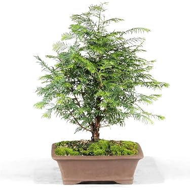 Amazon Best Sellers: Best Indoor Bonsai