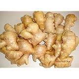 Fresh Ginger 2 lbs. Save Money.