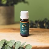 Absolute Aromas Eucalyptus Essential Oil 10ml - Pure & Natural Aromatherapy view 2
