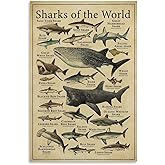 CYPGTBCK Types of Shark Poster Shark Knowledge fishing Education fish Canvas Art Poster And Wall Art Picture Print Modern Family Bedroom Decor Posters 12x18inch(30x45cm)