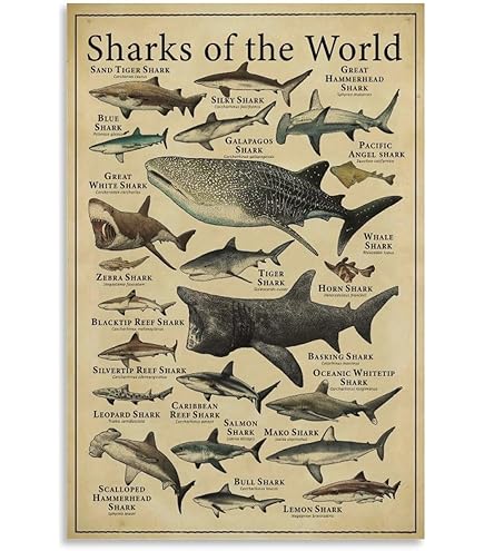 Amazon.com: EuroGraphics Dangerous Sharks Poster, 36 x 24 in