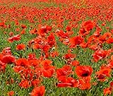 50,000 Flanders Red Corn Poppy Seeds 7 Grams Non