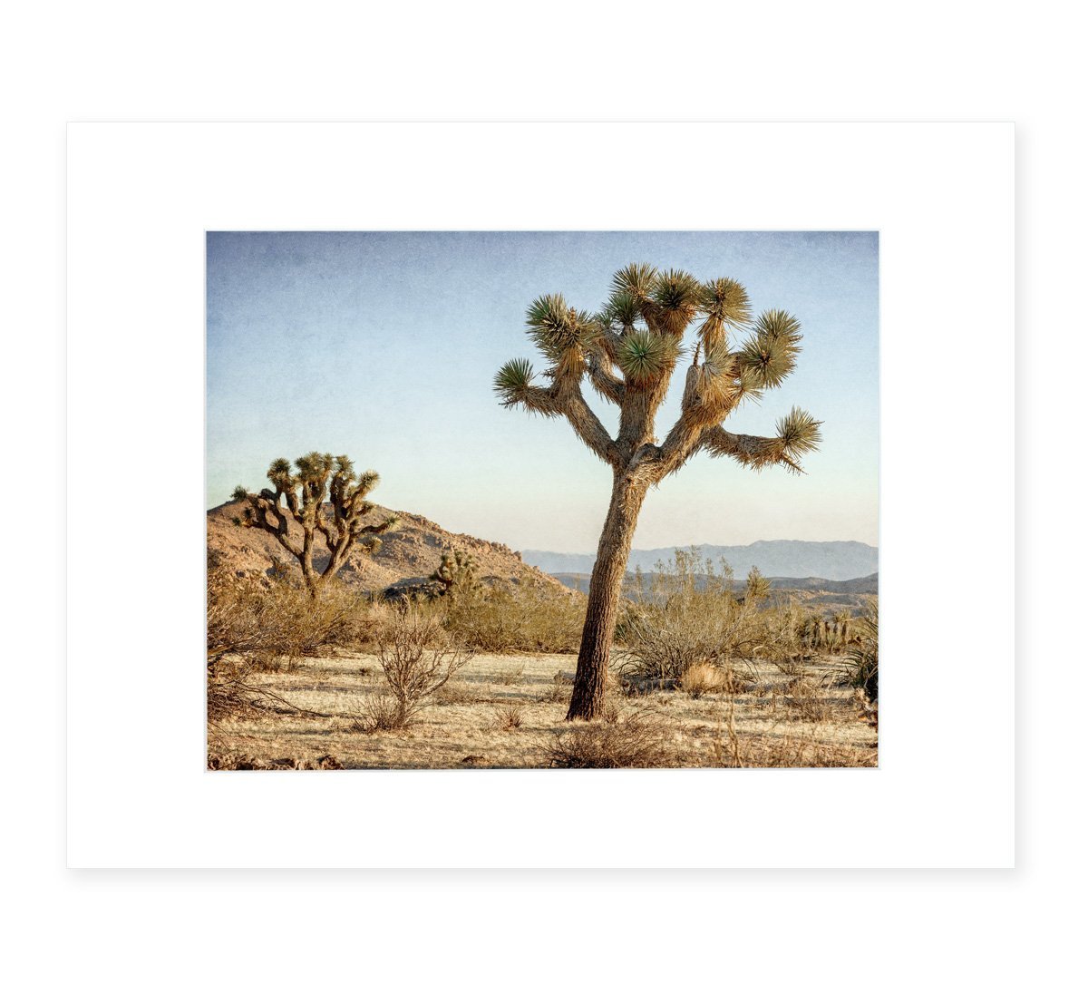 Joshua Tree Wall Art, Southwestern Decor, California Desert Picture