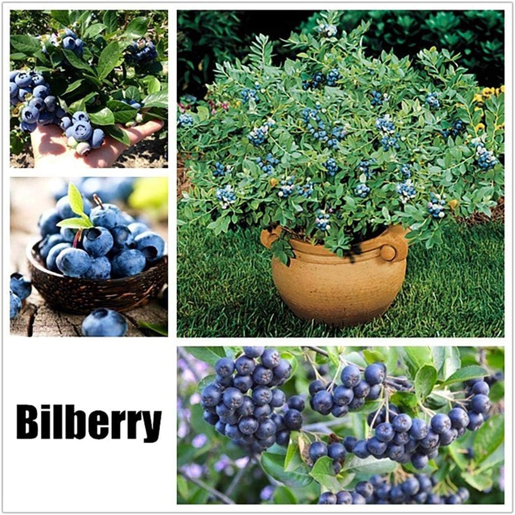Lioder Perennial Fruit Seeds 17 Varieties Indoor/Outdoor Fruit Bonsai Organic for Home Garden Planting