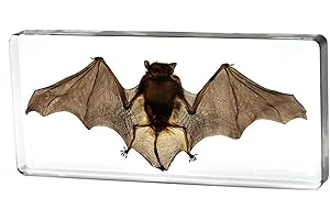 AOLOWEWIN Taxidermy Bat, Real Insect Bat Specimens in Resin for Closer-Look & Study in Safe Healthy Manner, Novelty Fun & Educational for Classroom, Home Office Decor Display (L: 5.5x2.5x0.8-inch)