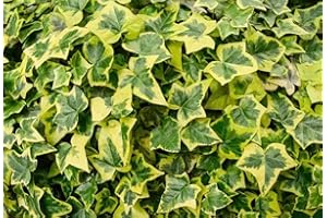 BULBORIUM 50PCS English Ivy Seeds for Planting Easy to Grow Ivy Vine Seeds