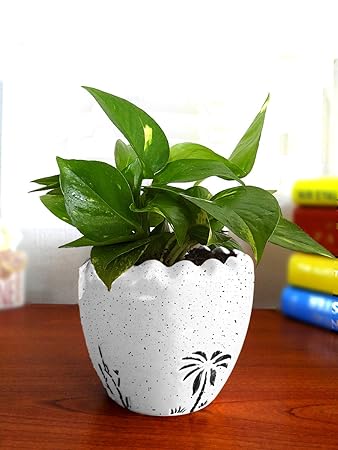 Rolling Nature Good Luck Air Purifying Live Money Plant White Ruffel Aroez Ceramic Pot