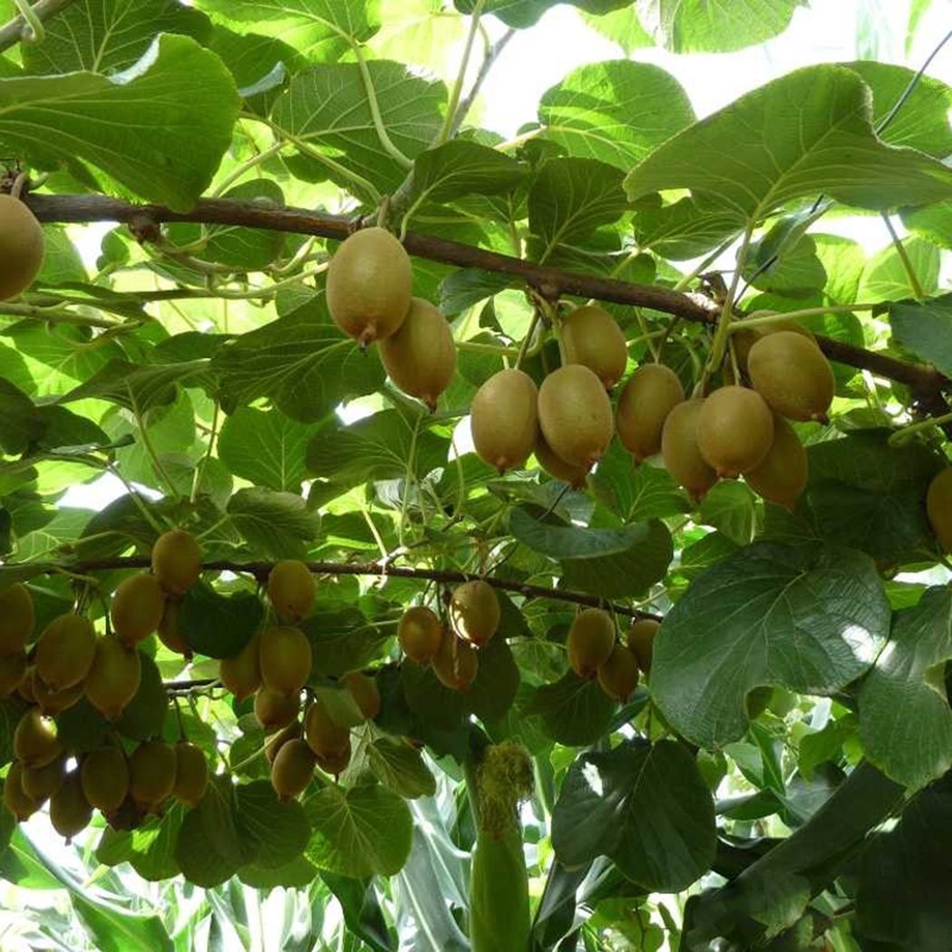 Edited 50 STÜCKE Actinidia Chinensis Samen Kiwis Samen Süße Frucht Haus Garten Pflanzen, Kiwi selbstfruchtend Actinidia chinensis, Kiwi