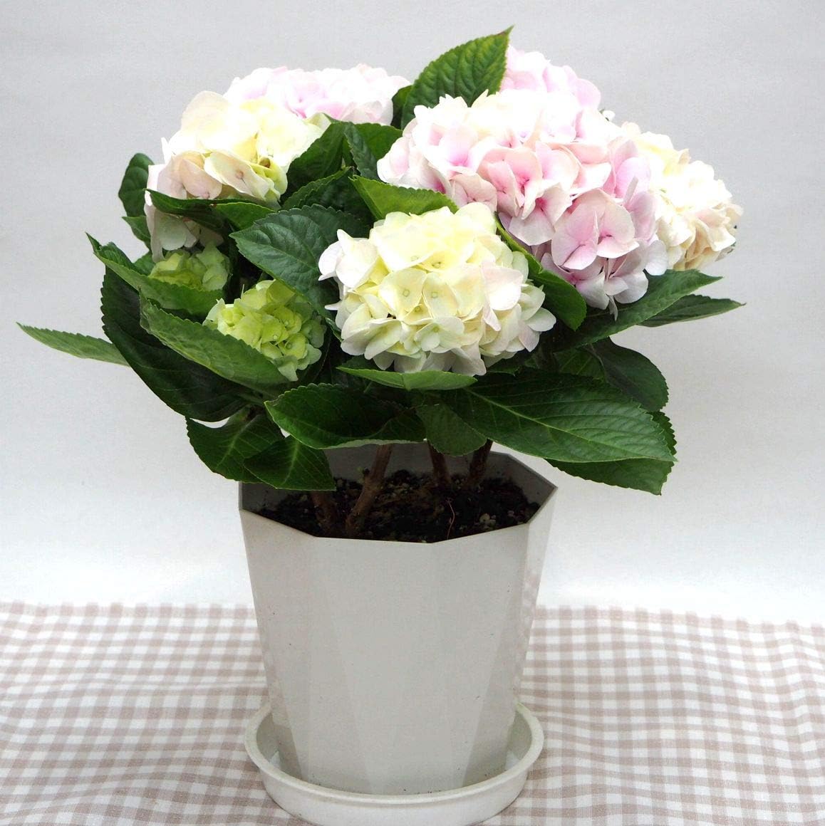 Amazon 花想久里 はなおくり 紫陽花 あじさい コットンキャンディ ピンク 5寸 早い母の日に クリーム ピンク グリーンと花色 が変わる アジサイ の 鉢花 ハイドランジア 観葉植物 オンライン通販 Amazon 花想久里 はなおくり 紫陽花 あじさい コットンキャンディ ピンク 5寸 早い母の日に クリーム ピンク グリーンと花色 が変わる アジサイ の 鉢花 ハイドランジア 観葉植物 オンライン通販
