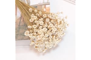 SONGJUM 200 Stems Dried Flowers Brazilian Small Star Daisy Decorative Dried Flowers Mini Daisy Chamomile Bouquet for DIY Home Wedding Decor Gift（White）