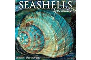 2026 Seashells 12 x 12 Wall